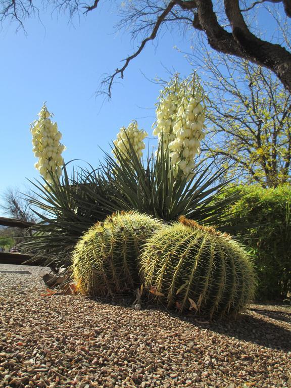 Tubac Country Inn 외부 사진